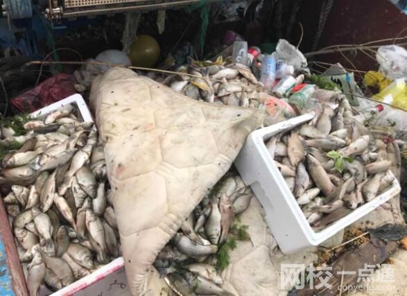 放生成殺生 上海蘇州河頻現(xiàn)死魚 原因竟是這樣實在太慘了
