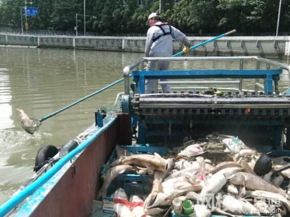 放生成殺生 上海蘇州河頻現(xiàn)死魚 到底是怎么死的？