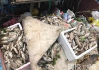 放生成殺生 上海蘇州河頻現死魚 原因竟是這樣實在太慘了