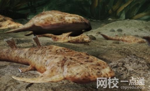 “從魚(yú)到人”有了關(guān)鍵證據(jù) 具體是什么情況?