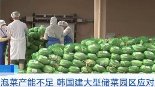 韓國近一半泡菜生產(chǎn)商關(guān)閉 具體是什么情況?