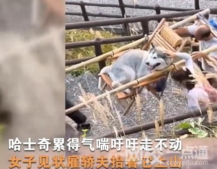 主人雇轎夫抬累癱的哈士奇上山 引來了不少網友的爭議
