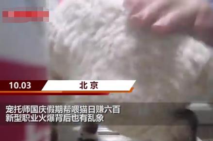 女孩國慶假期幫喂貓日賺600 具體是什么情況?