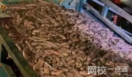 煙臺海腸爆發 有人一晚撈上千斤 周圍甚至還堵起了車