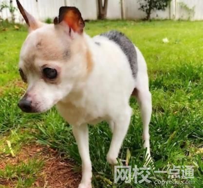 全球最年長的狗去世 終年22歲 它是來自美國南卡羅來納州的獵狐犬