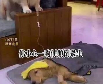 金毛弟弟打吊針哥哥幫舉藥瓶 拍攝者說平時關系非常好弟弟總粘著哥哥