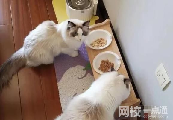 年輕人假期兼職圖鑒 年輕人通過什么方式在國慶假期賺錢?