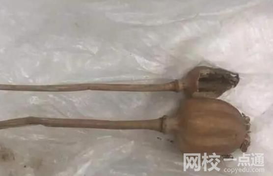 旅客攜帶罌粟過安檢稱治胃病 民警對其罌粟殼和罌粟種子進行了收繳