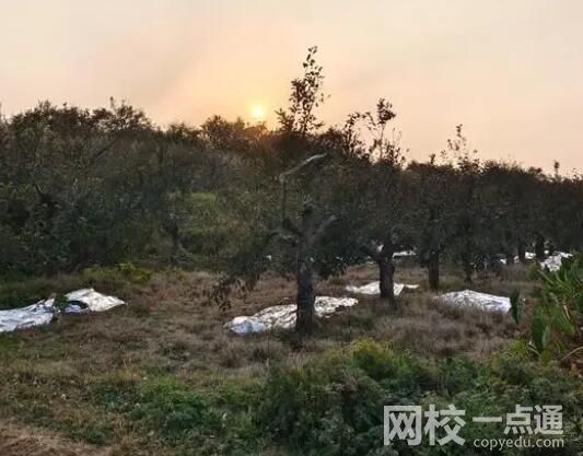 商洛7死兇殺案:鄰里因櫻桃樹起紛爭 背后真相實在讓人驚愕