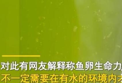 男子放陽臺(tái)的死水突然變綠長魚苗 具體是什么情況?