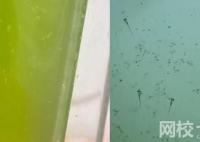 男子放陽(yáng)臺(tái)的死水突然變綠長(zhǎng)魚苗 實(shí)在是太罕見(jiàn)了