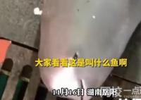 湖南疑似有人釣起瀕危江豚 目前公安機關正在對線索進行查實