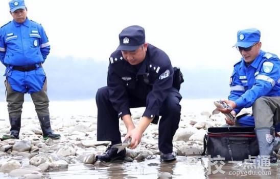 長江鱘遭非法捕撈 嫌疑人:吃了3條 警方共抓獲非法捕撈犯罪嫌疑人9名