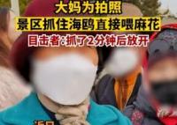 大媽為拍照景區(qū)抓住海鷗喂麻花 原因竟是這樣太無語了