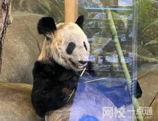 美動物園稱丫丫毛發稀疏是家族遺傳 意外至極真相讓人不可思議