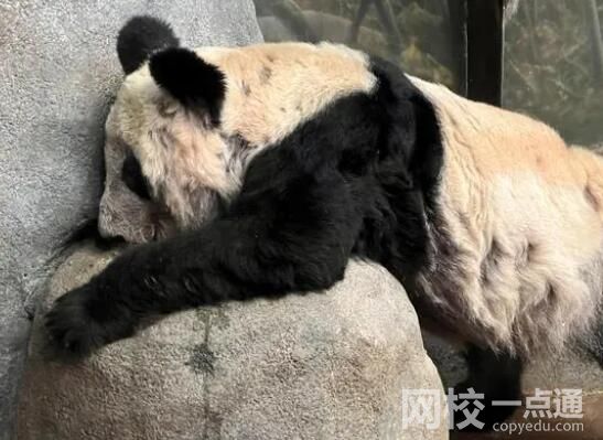 大熊貓“樂樂”死因已初步確定 究竟是怎么回事？