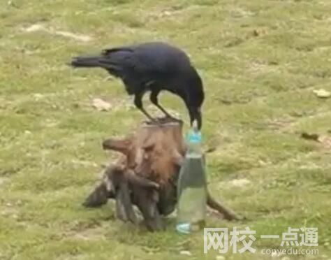 網友拍到現實版“烏鴉喝水” 內幕曝光簡直太意外了