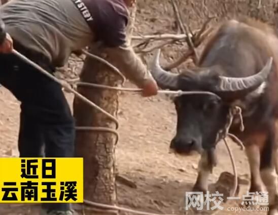 叔侄爭牛花費近萬元給牛做親子鑒定 內幕曝光簡直太意外了