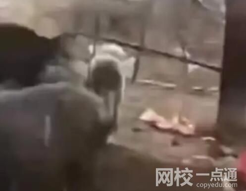 4條狼青犬咬死80多只羊 究竟是怎么回事？
