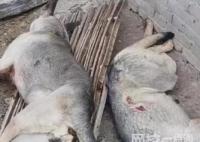 4條狼青犬咬死80多只羊 究竟是怎么回事？