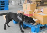 海關工作犬嗅出6只活體甲蟲 原因竟是這樣太意外了