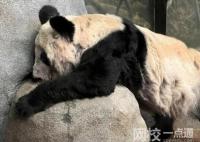 多地商場為丫丫投屏:平安回家 究竟是怎么回事？