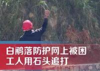 男子用石頭砸白鷴被過(guò)路女子喝止 始料未及真相簡(jiǎn)直令人吃驚