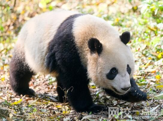 游客回憶最后一次見(jiàn)到寶新 原因竟是這樣太無(wú)奈了