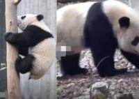 游客回憶最后一次見(jiàn)到寶新 原因竟是這樣太無(wú)奈了