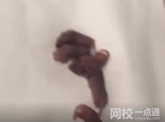 男子在電競酒店枕頭下發現一窩老鼠 原因竟是這樣太崩潰了