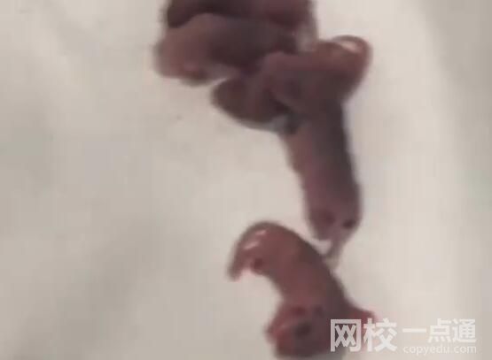男子在電競酒店枕頭下發現一窩老鼠 原因竟是這樣太崩潰了