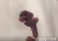 男子在電競酒店枕頭下發現一窩老鼠 原因竟是這樣太崩潰了