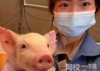 00后女生畢業當豬場保育員 內幕曝光簡直太無奈了