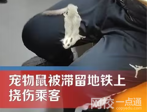 地鐵出現(xiàn)寵物鼠撓傷乘客 究竟是怎么回事？