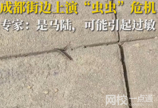 成都升溫千足蟲滿街爬 始料未及真相簡(jiǎn)直太意外了