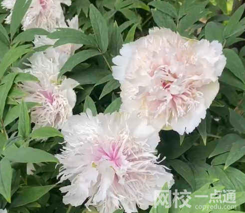 這株牡丹有“帶刀侍衛”24小時守護 究竟是怎么回事？
