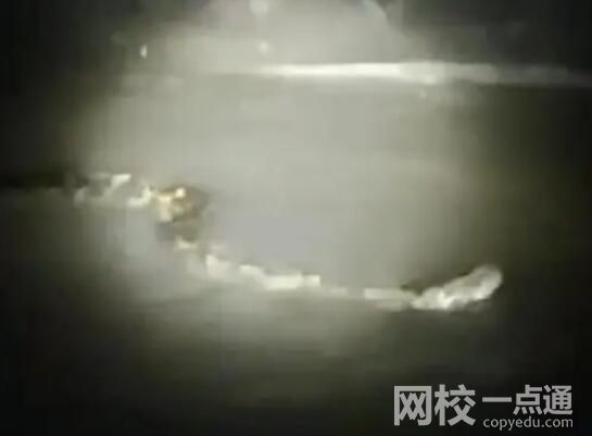 周口河中現巨型“長蟲”?當地回應 究竟是什么東西？