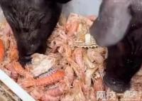 男子給豬喂皮皮蝦螃蟹 引發網友關注