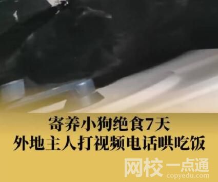 主人外出打工 狗子連續絕食7天 原因竟是這樣太崩潰了