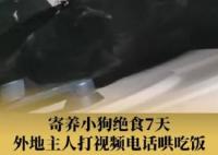 主人外出打工 狗子連續絕食7天 原因竟是這樣太崩潰了