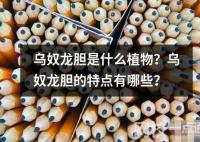 烏奴龍膽是什么植物？烏奴龍膽的特點有哪些？