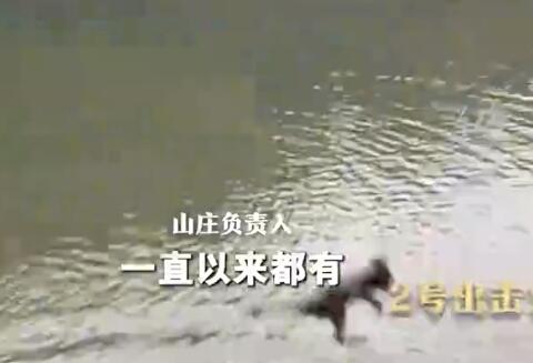 貴州黔靈山猴子變“跳水隊” 引得無數網友紛紛點贊