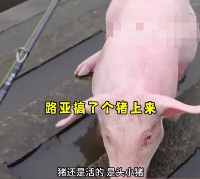 釣魚時釣上一頭活豬 到底是哪里來的？