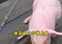 釣魚時釣上一頭活豬 到底是哪里來的？