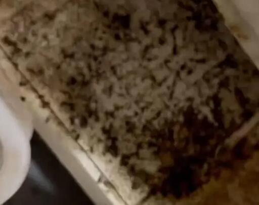 女子吃外賣腹痛發現后廚百只蟑螂 實在太惡心了