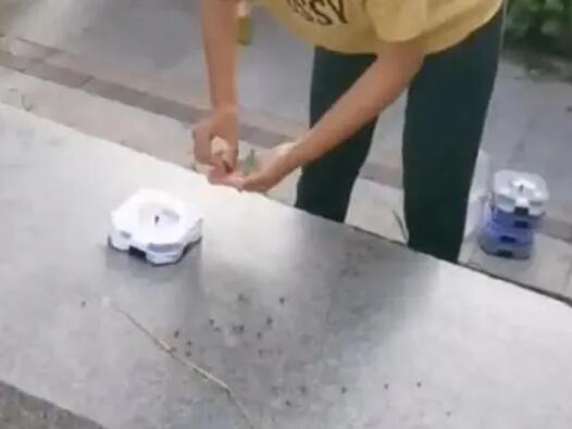 河北一女子在小區放生蟑螂 為什么引熱議？