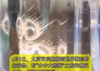 “水中大熊貓”桃花水母現身太原 為什么這么罕見？