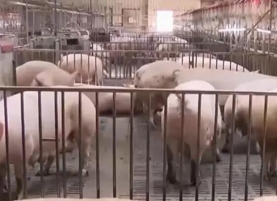 發了一條朋友圈搭上了20萬元 為什么被騙？