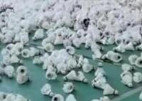 男子打掃球館懸梁發現大量羽毛球 為什么驚訝不已？