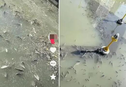 上海現無序放生 最多1天撈1噸死魚 為什么死這么多？